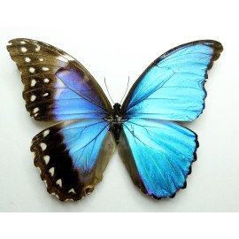 GYNANDROMORPH MORPHO DIDIUS